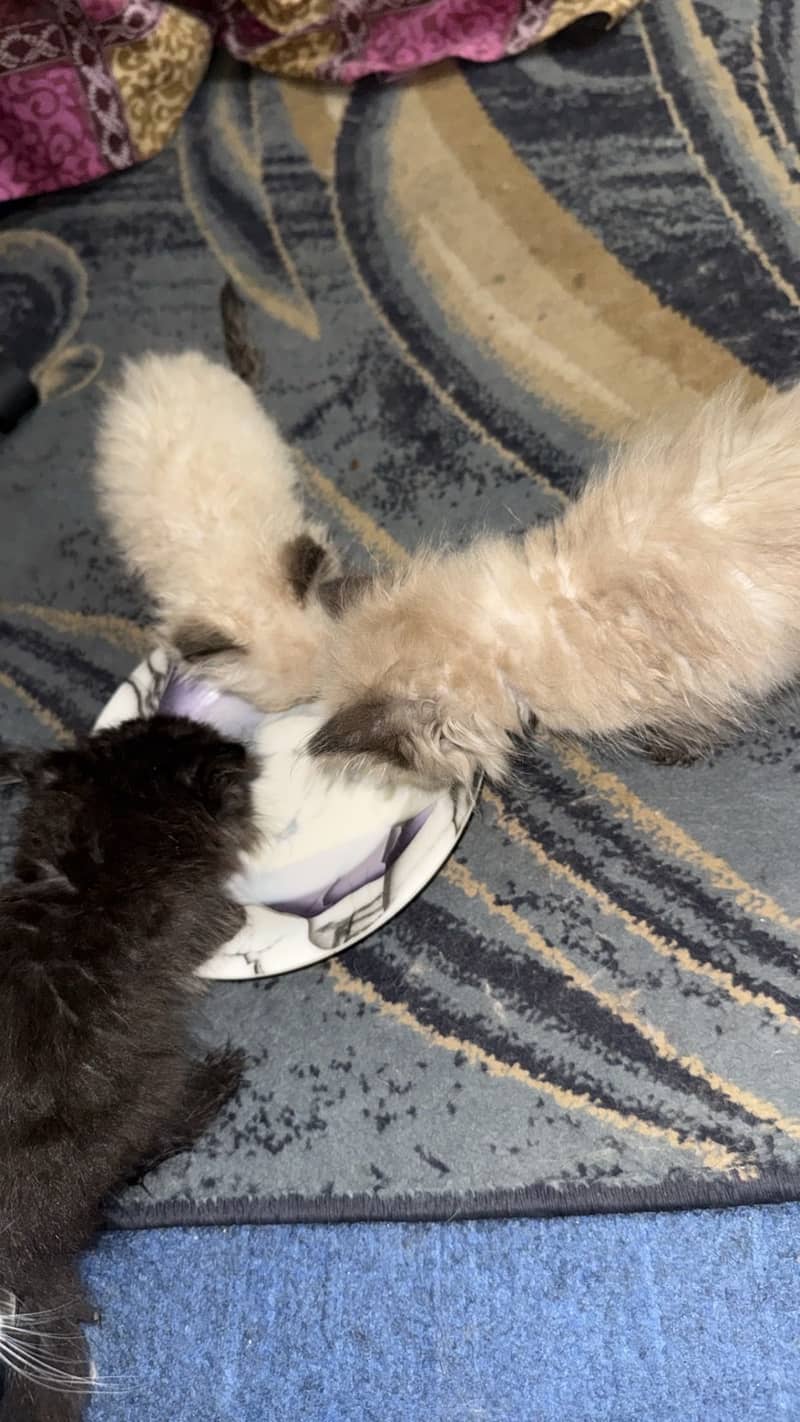Ragdoll Kittens 0