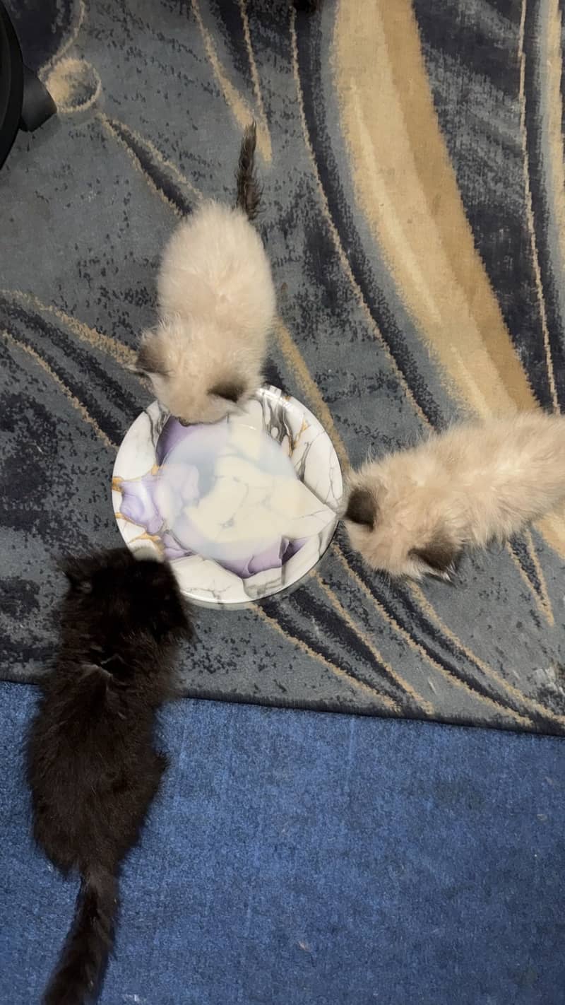 Ragdoll Kittens 4