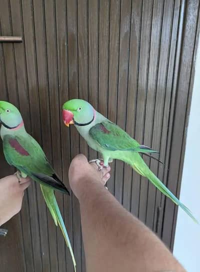 single and piar available  `Rao Parrot Breeder - Ghar Ka Pala Hua`