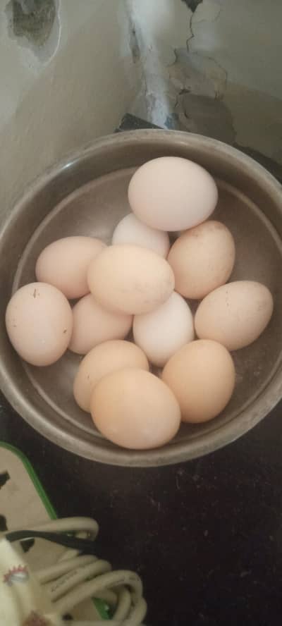 Pure Desi eggs