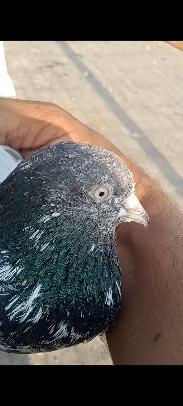 ماشاللہ سب اچھی کوالٹی کے کبوتر ھہیں 2