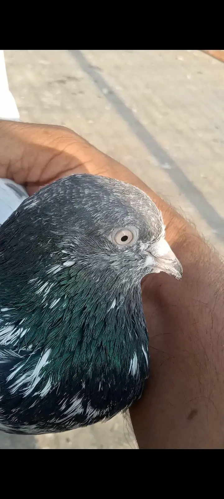 ماشاللہ سب اچھی کوالٹی کے کبوتر ھہیں — photo 3