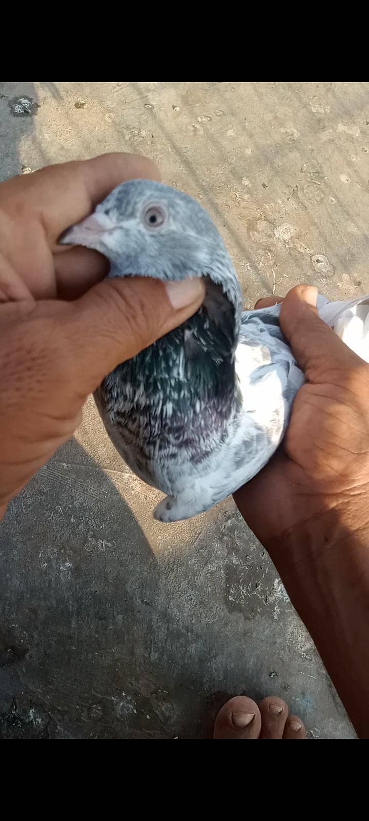 ماشاللہ سب اچھی کوالٹی کے کبوتر ھہیں 3