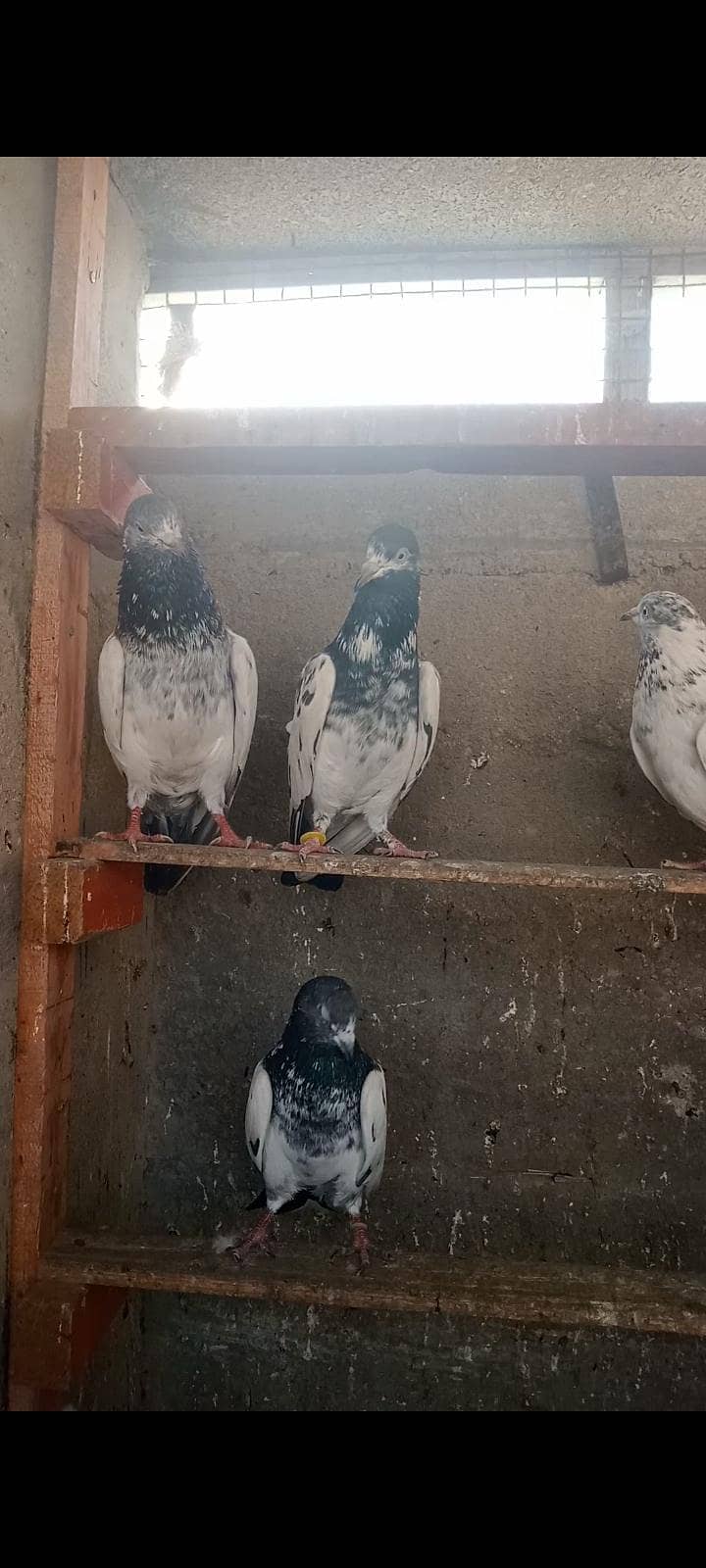 ماشاللہ سب اچھی کوالٹی کے کبوتر ھہیں 4