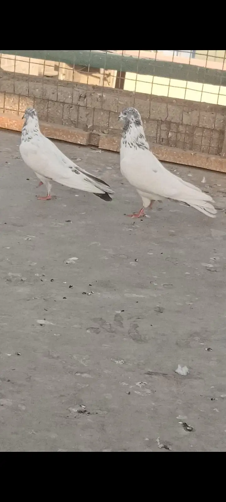 ماشاللہ سب اچھی کوالٹی کے کبوتر ھہیں — photo 6