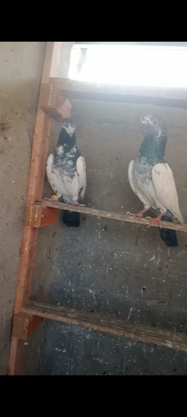 ماشاللہ سب اچھی کوالٹی کے کبوتر ھہیں — photo 7