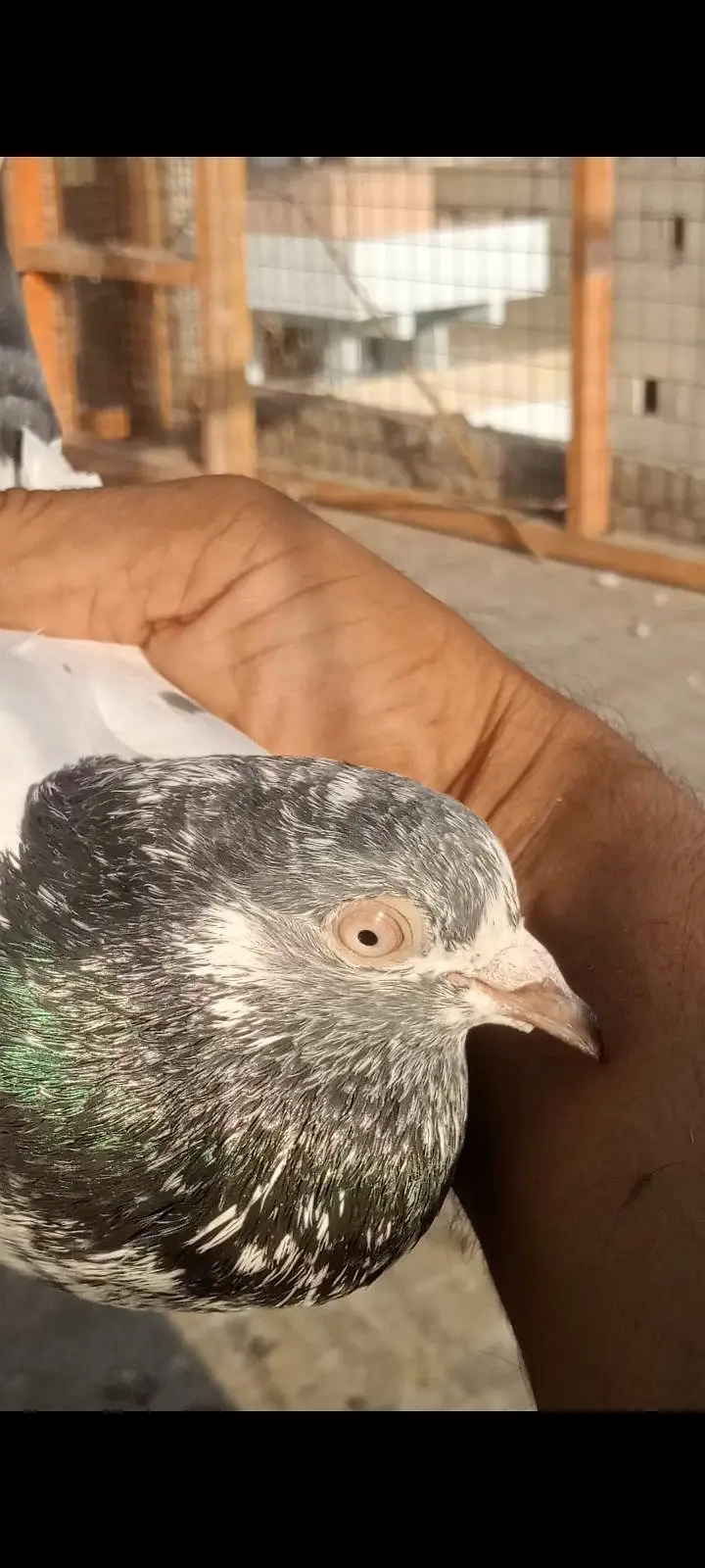 ماشاللہ سب اچھی کوالٹی کے کبوتر ھہیں — photo 10