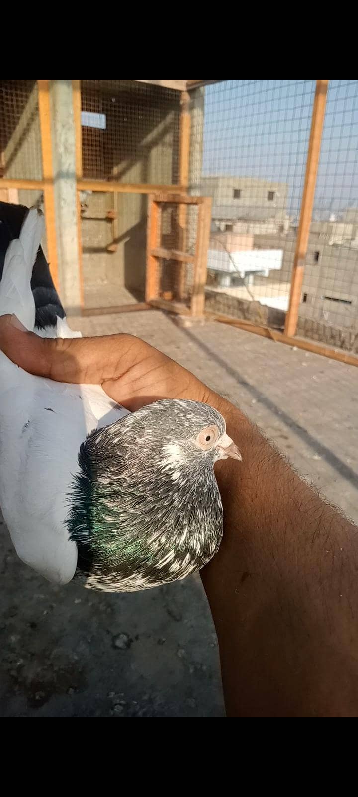 ماشاللہ سب اچھی کوالٹی کے کبوتر ھہیں 11