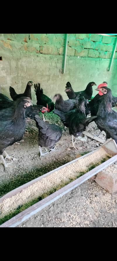 Australorp pure Australorp Black Australorp per pic 1700