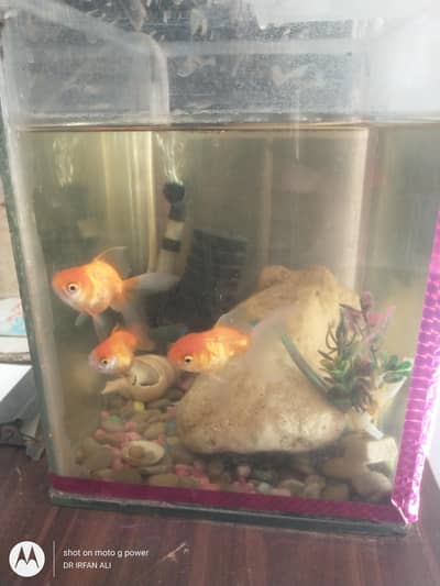 gold fish 3 piece aquarium