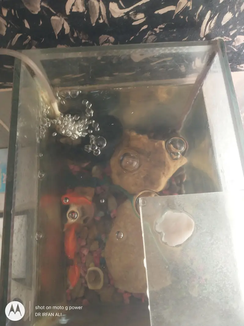 gold fish 3 piece aquarium — photo 7