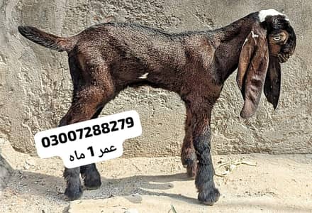 Puor Nagra Beetal Bareedar Male kid
