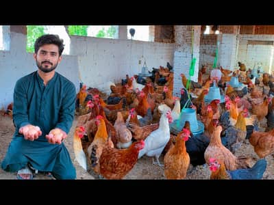 golden misri / eggs laying hens / Ande wali murgiyan / read ad