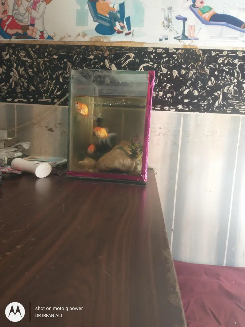 aquarium for sell urgent — photo 4