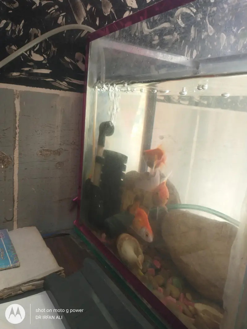 aquarium for sell urgent — photo 6