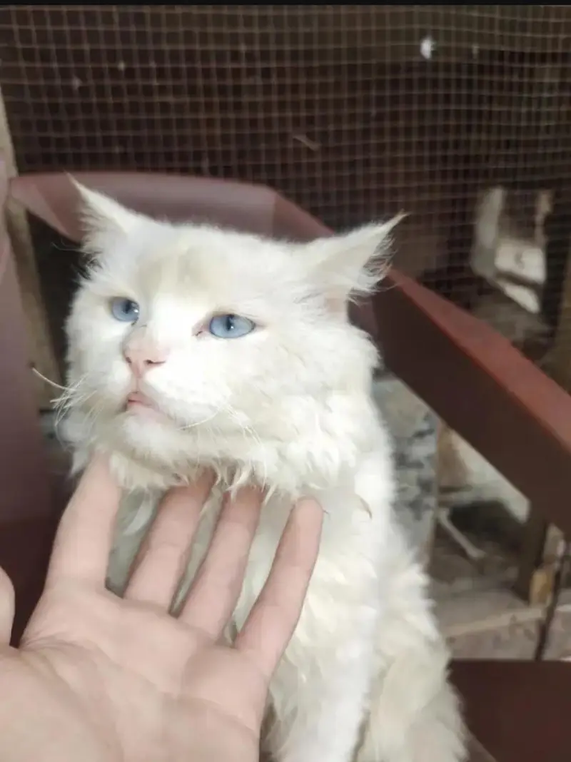 Persian mail triple code Blue eyes — photo 2