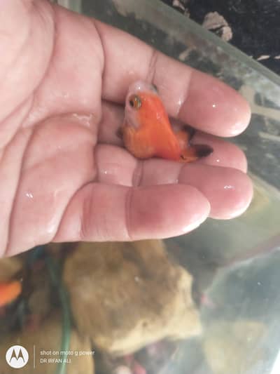 gold fish for sell aquarium