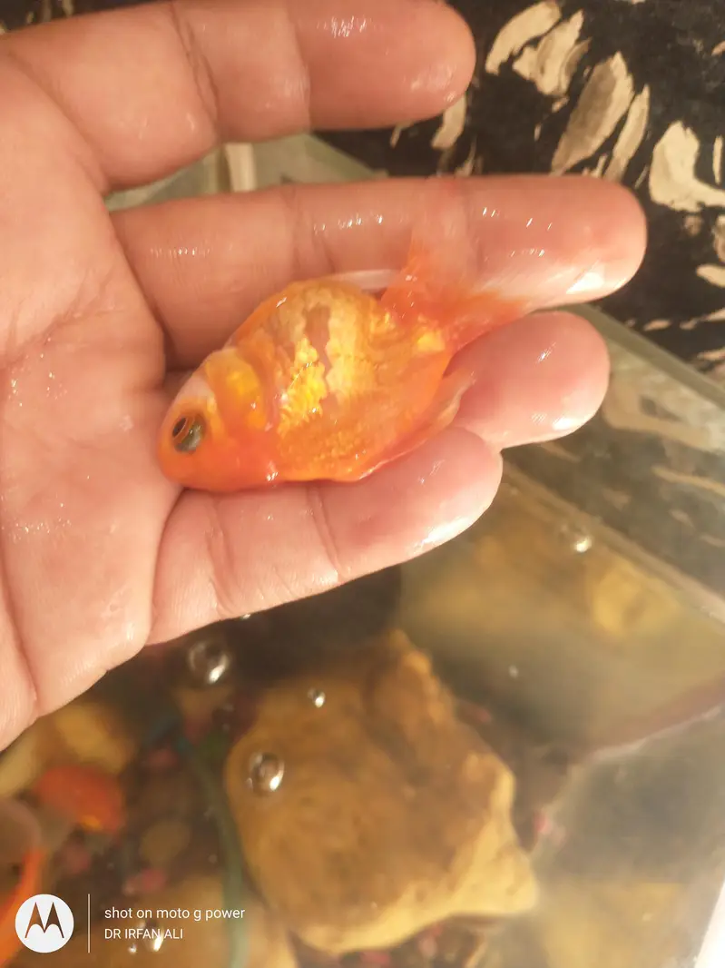gold fish for sell aquarium — photo 2