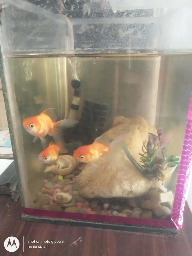 gold fish for sell aquarium — photo 3