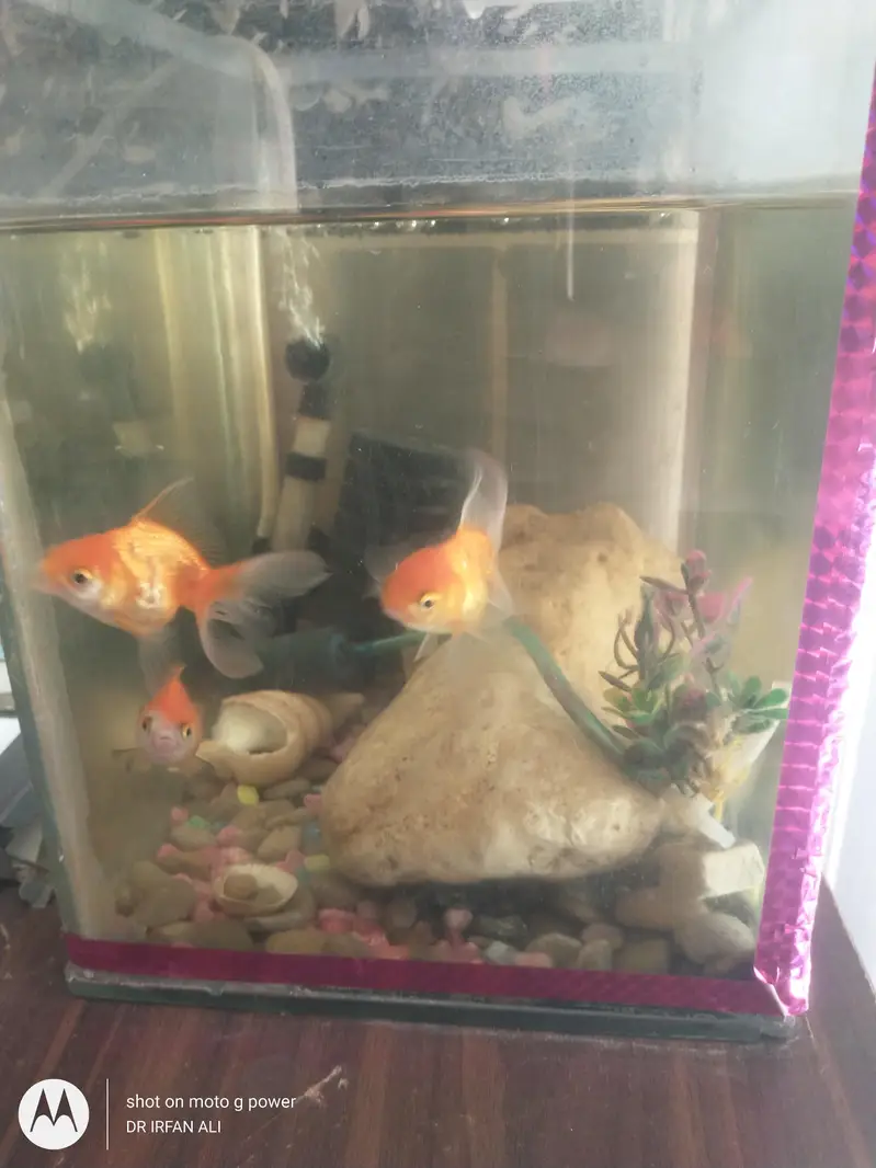 gold fish for sell aquarium — photo 5
