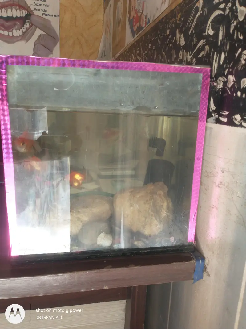 gold fish for sell aquarium — photo 6
