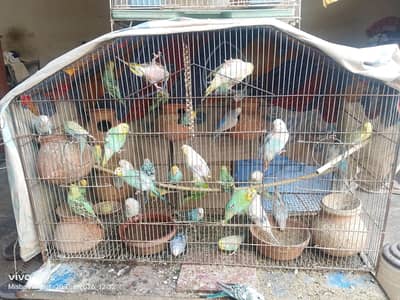 Australian parrots