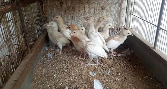 Hera ASEEL chicks