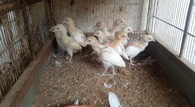 Hera ASEEL chicks — photo 2