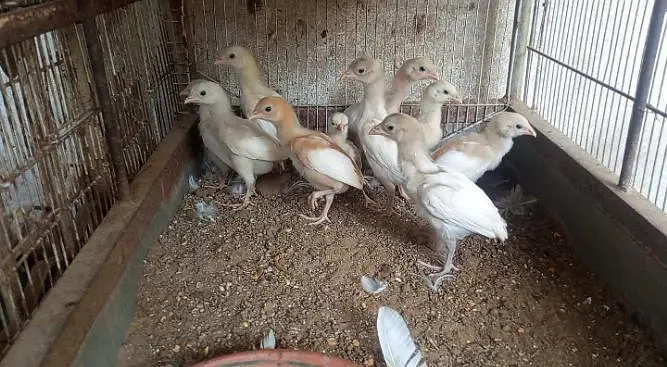 Hera ASEEL chicks — photo 3