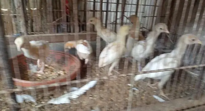 Hera ASEEL chicks — photo 4
