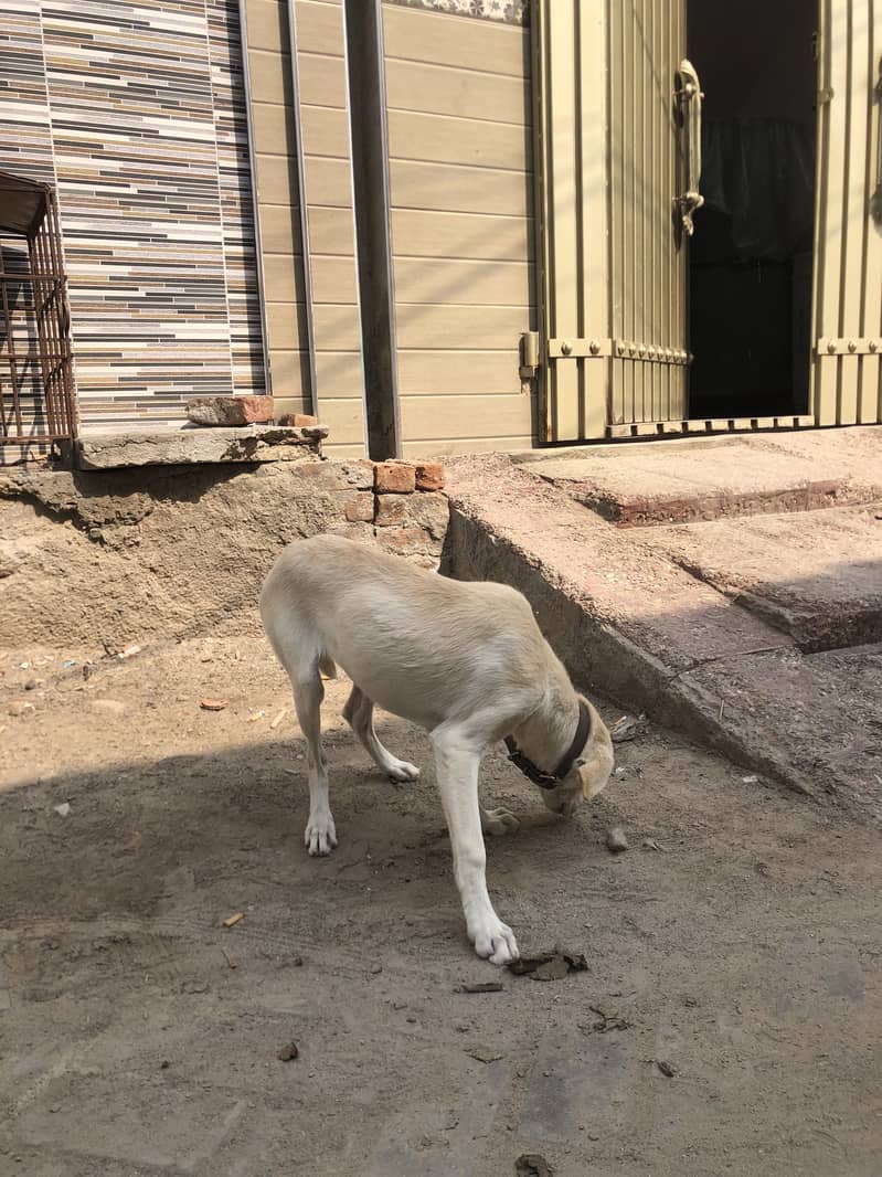 Labrador 1