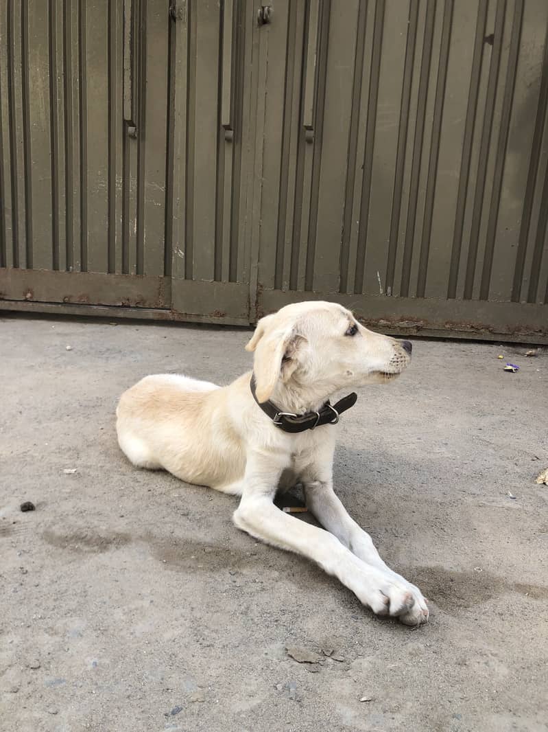 Labrador 0