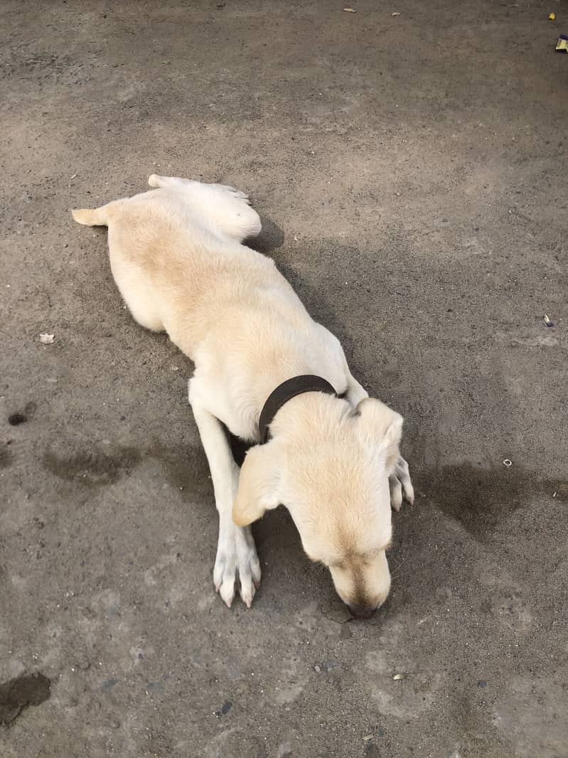 Labrador 2
