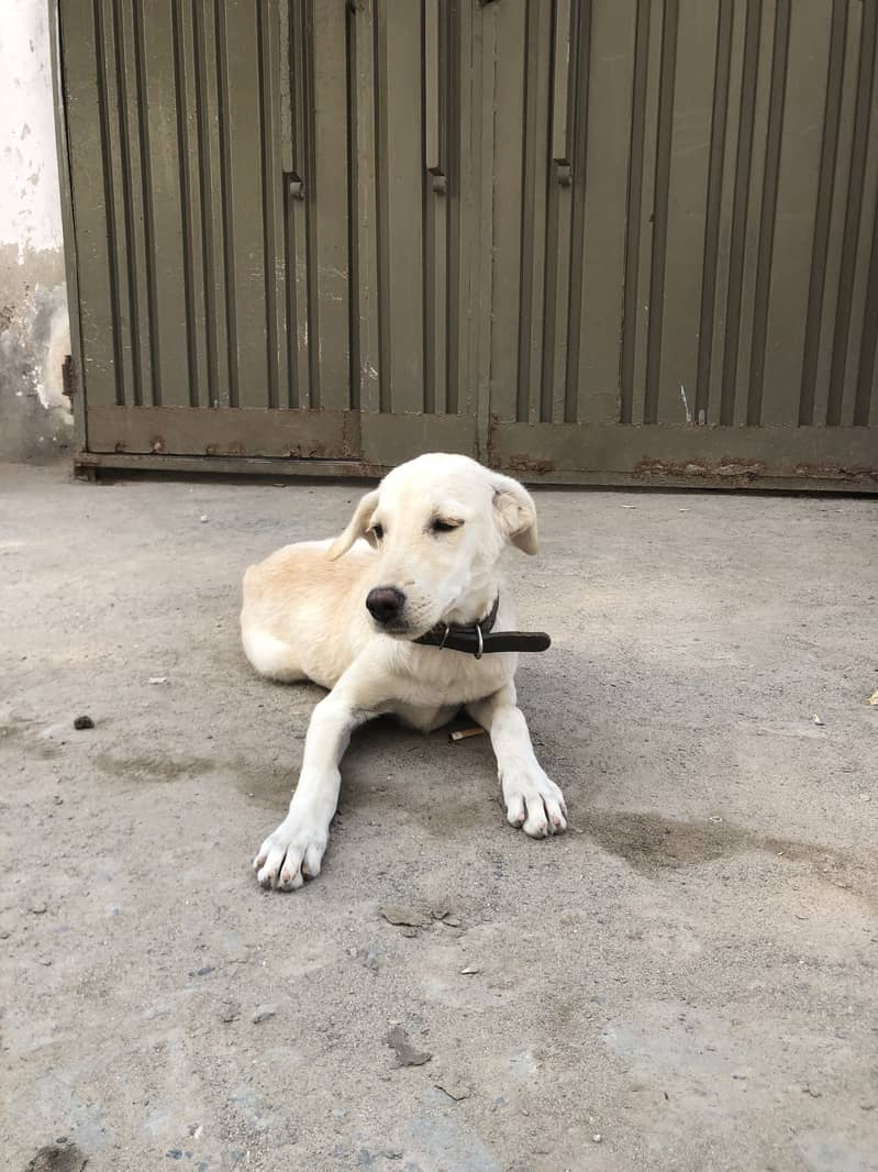 Labrador 3