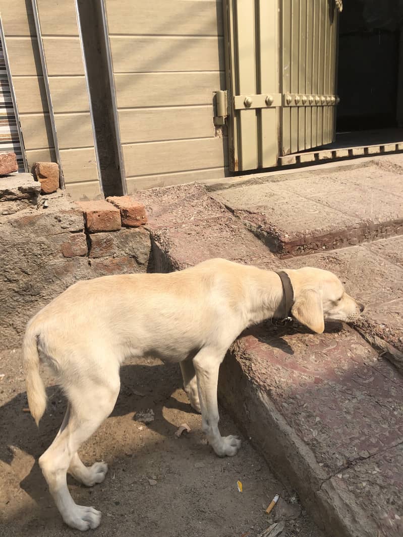 Labrador 4