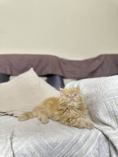 Persian male kitten