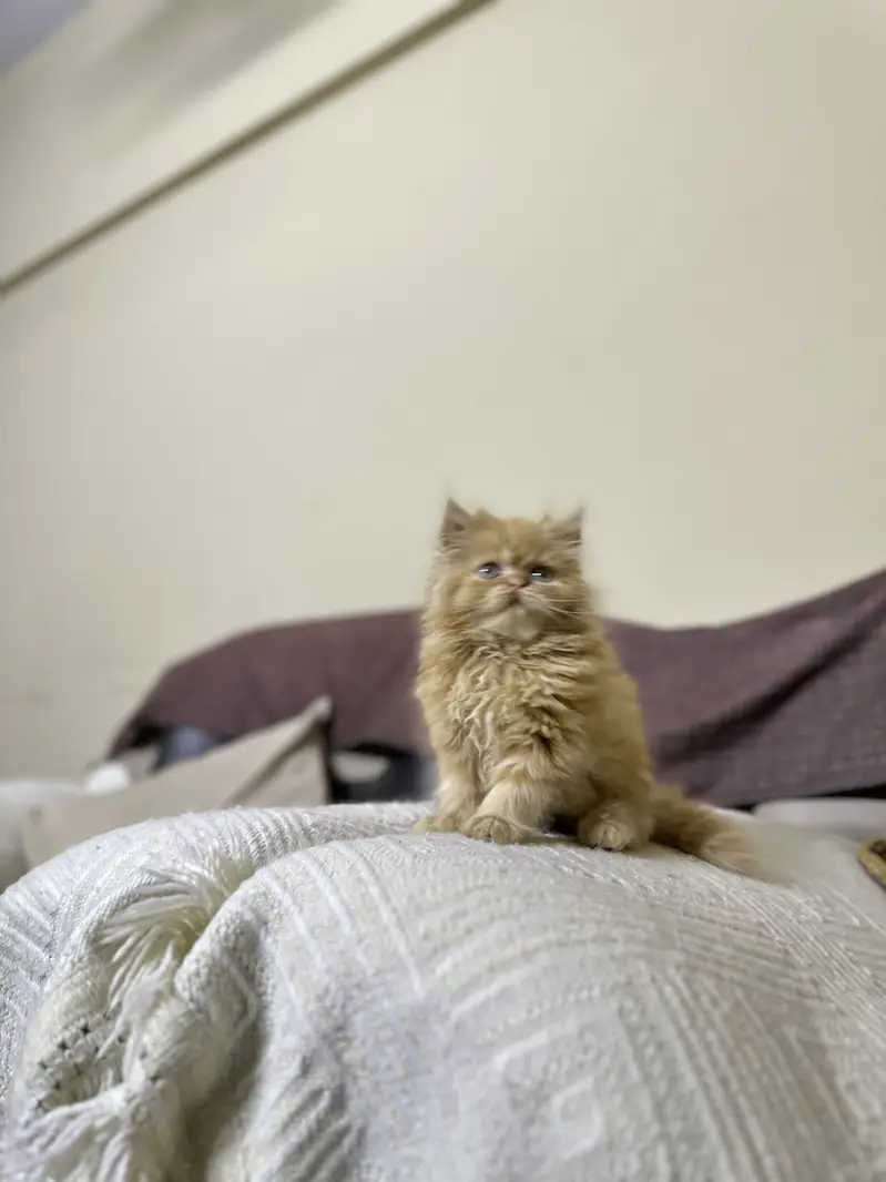 Persian male kitten — photo 2