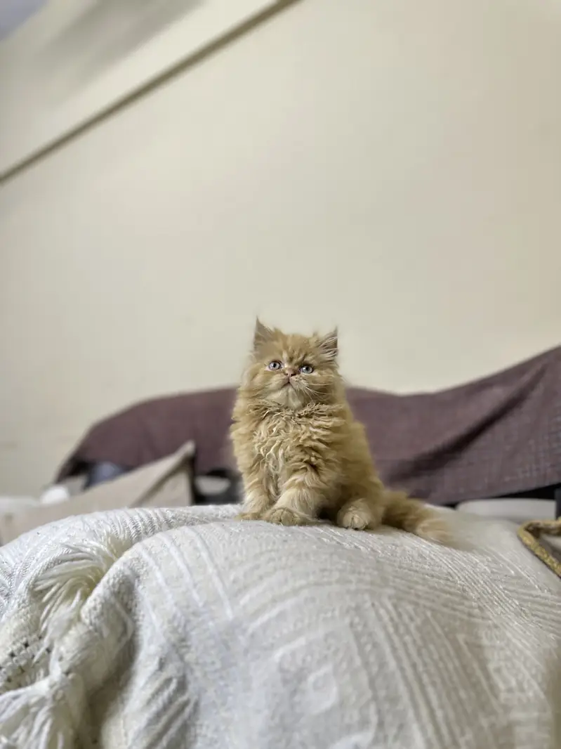 Persian male kitten — photo 3