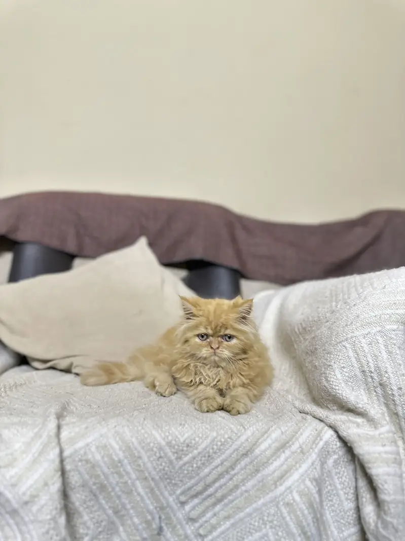 Persian male kitten — photo 4