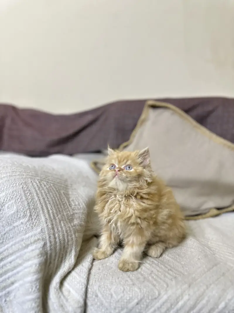 Persian male kitten — photo 5