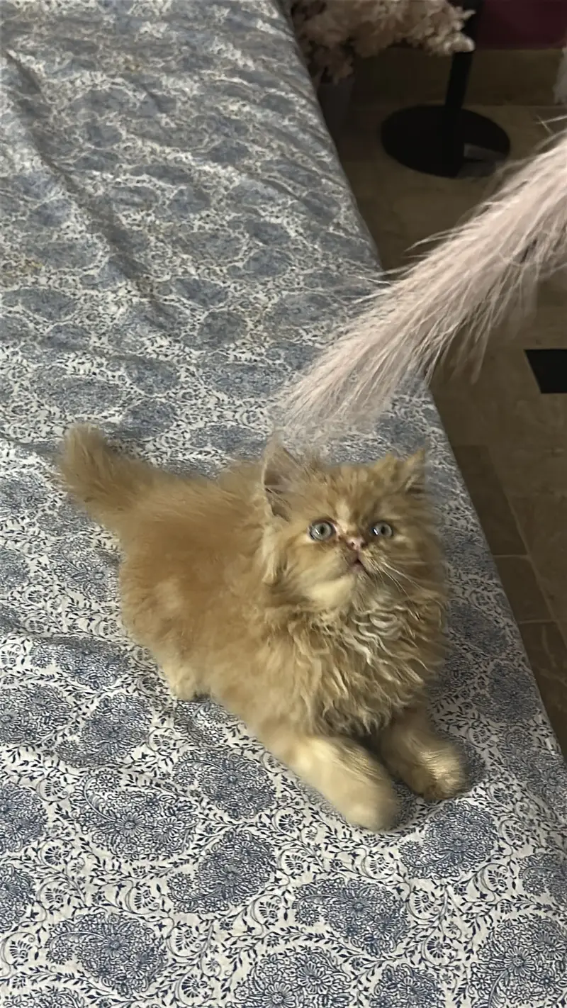 Persian male kitten — photo 6