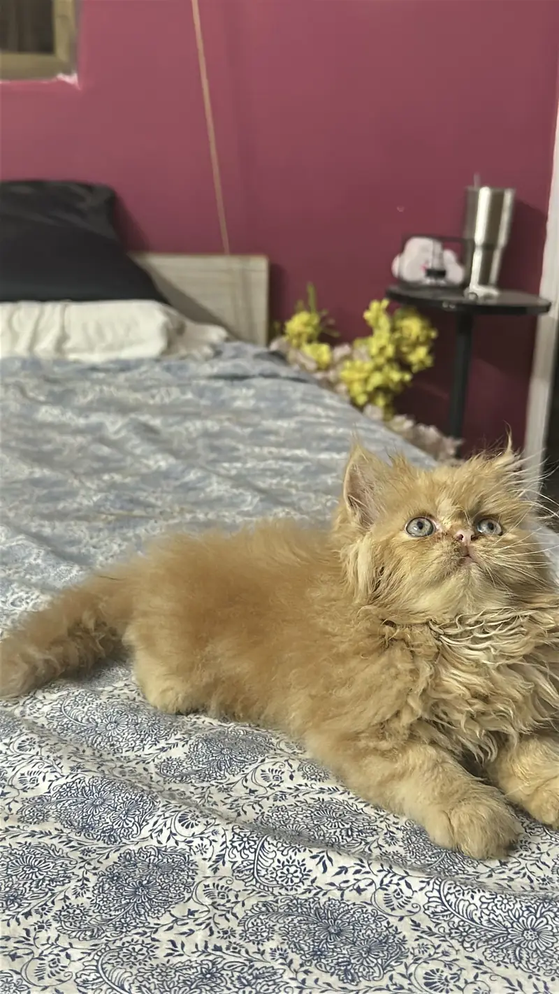 Persian male kitten — photo 7