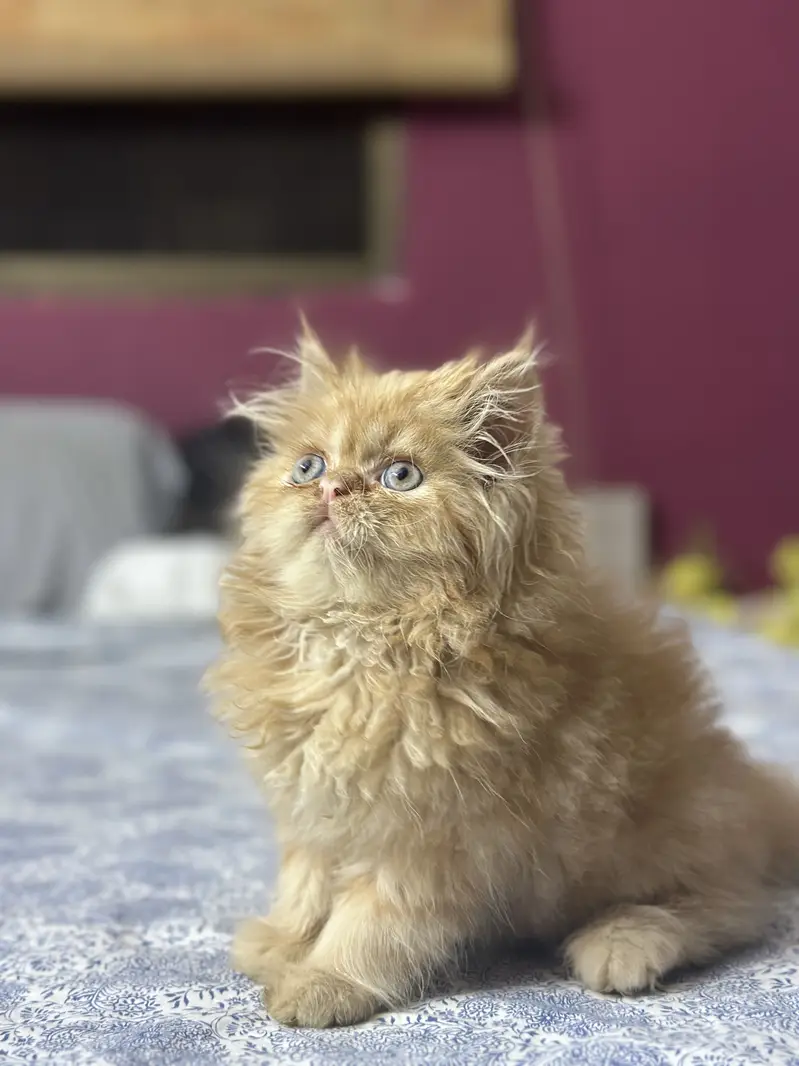 Persian male kitten — photo 8