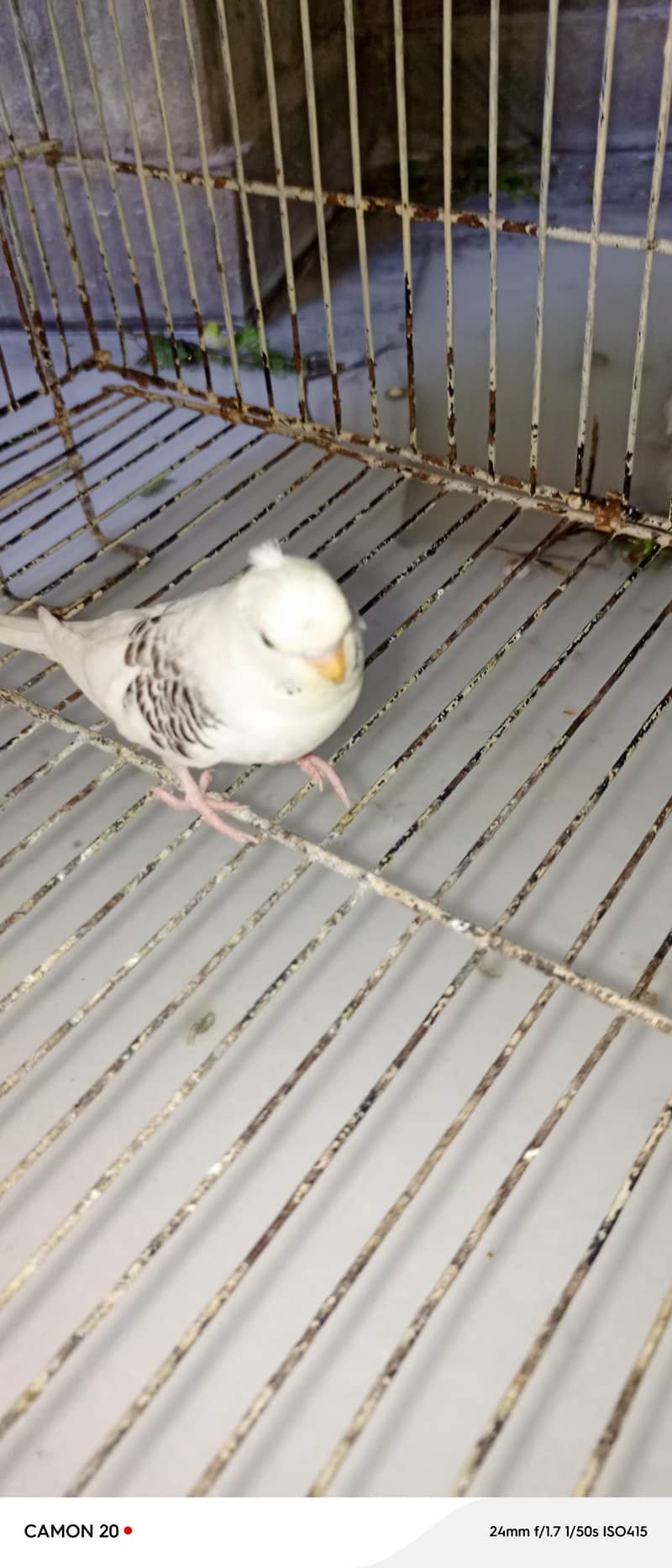 parrots 0