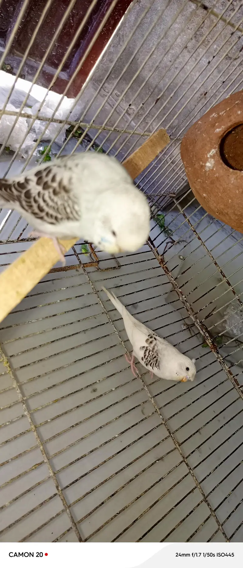 parrots — photo 2