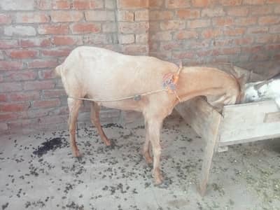 Desi bakri (goat) for sale