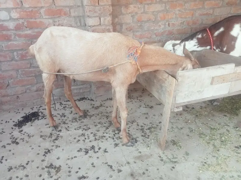 Desi bakri (goat) for sale — photo 2