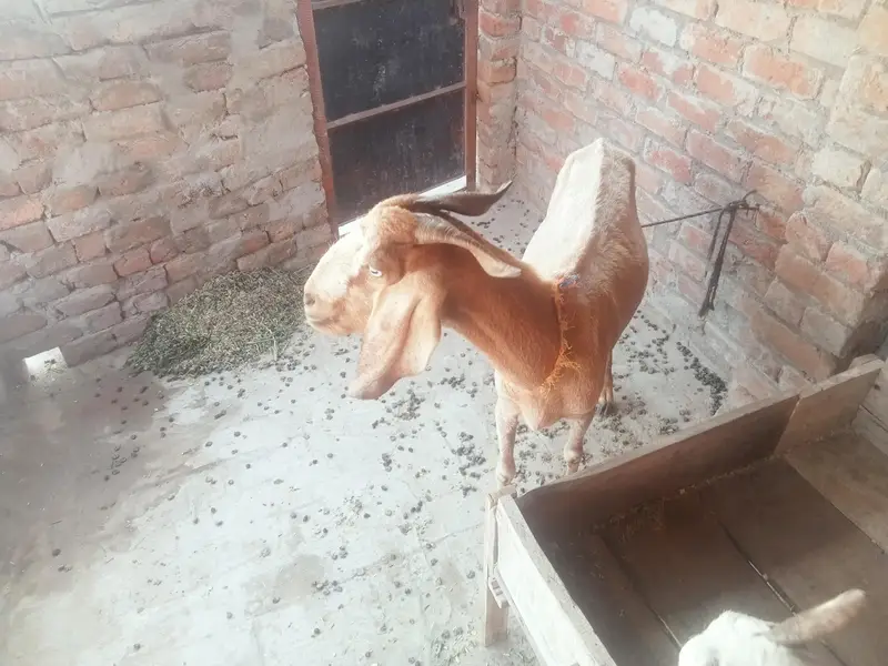 Desi bakri (goat) for sale — photo 3