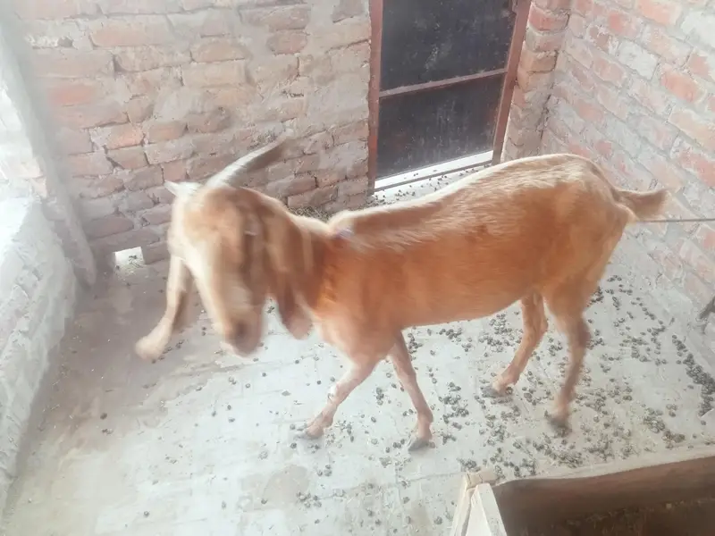 Desi bakri (goat) for sale — photo 4