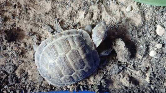 3 month old russian tortoise